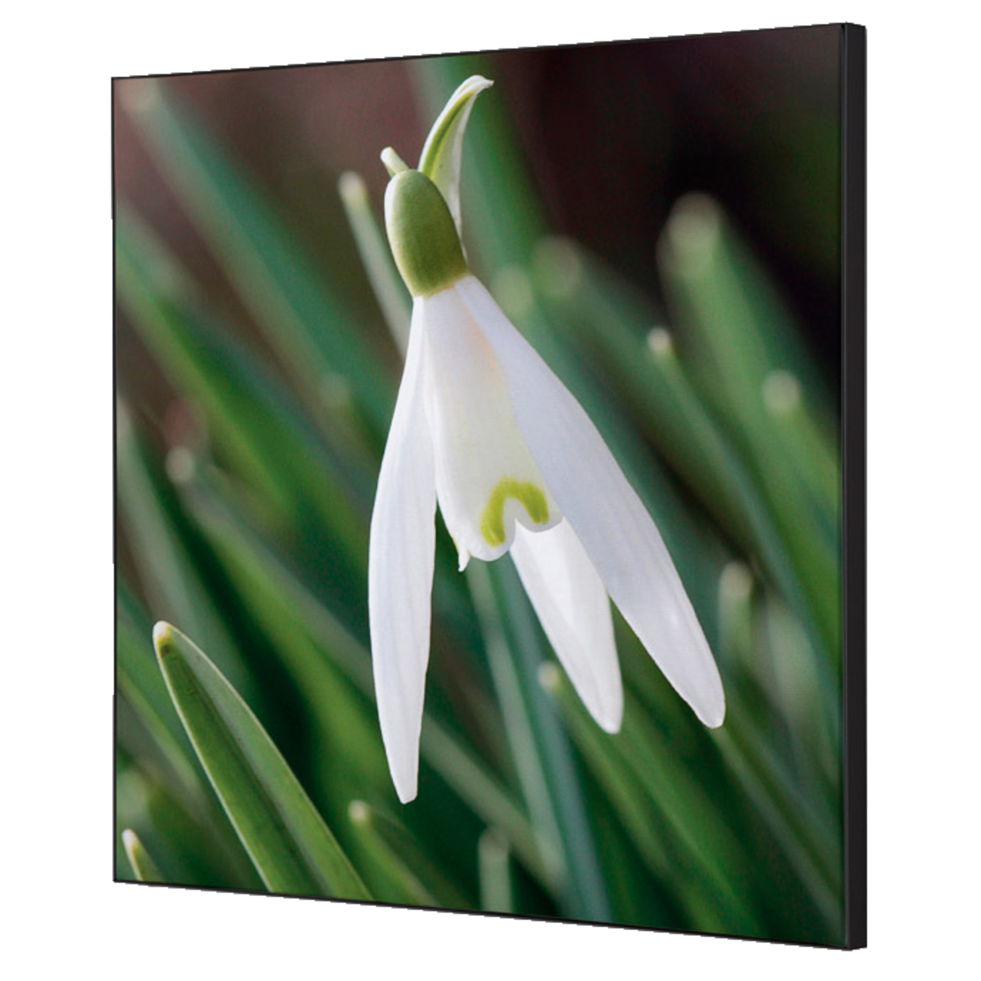 Showdown® Displays Dekobild Weiße Blume Schneeglöckchen 40 x 40 cm (B x H) Holz