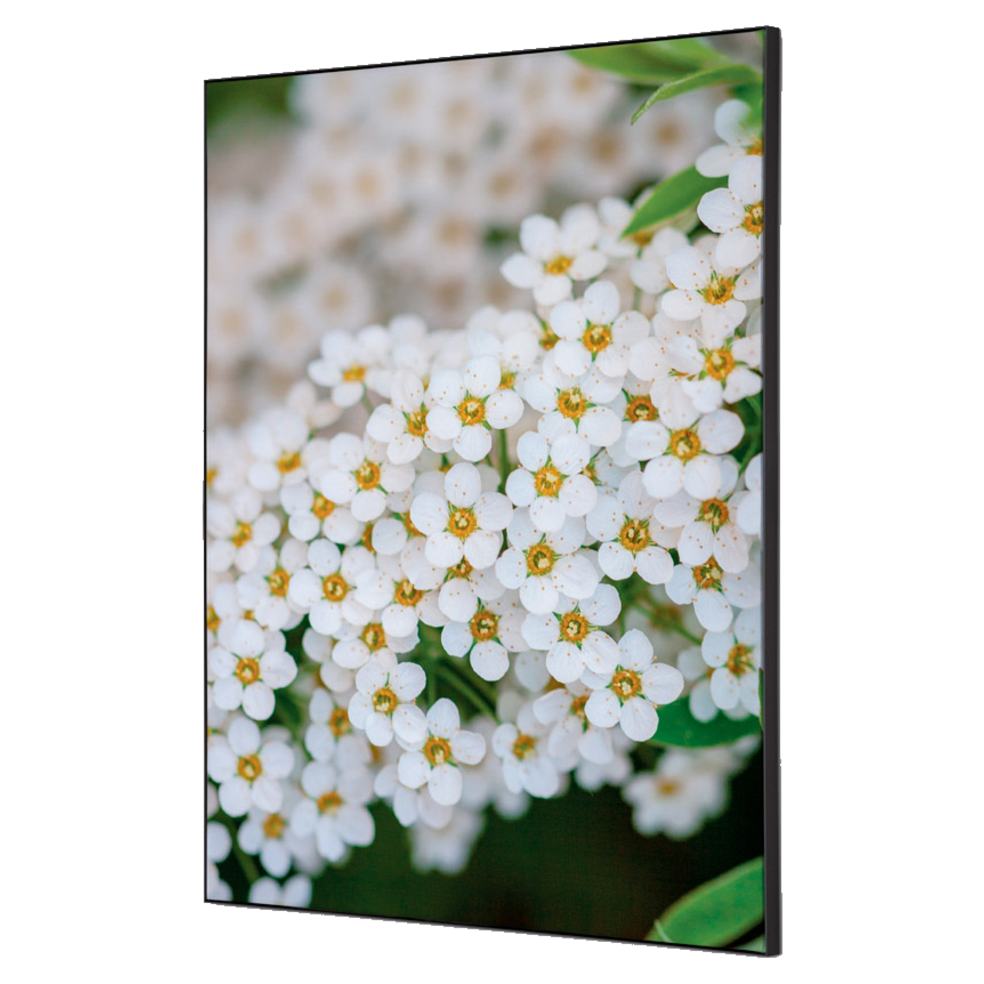 Showdown® Displays Dekobild Weiße Blume Spirea 42 x 59,4 cm (B x H) Holz