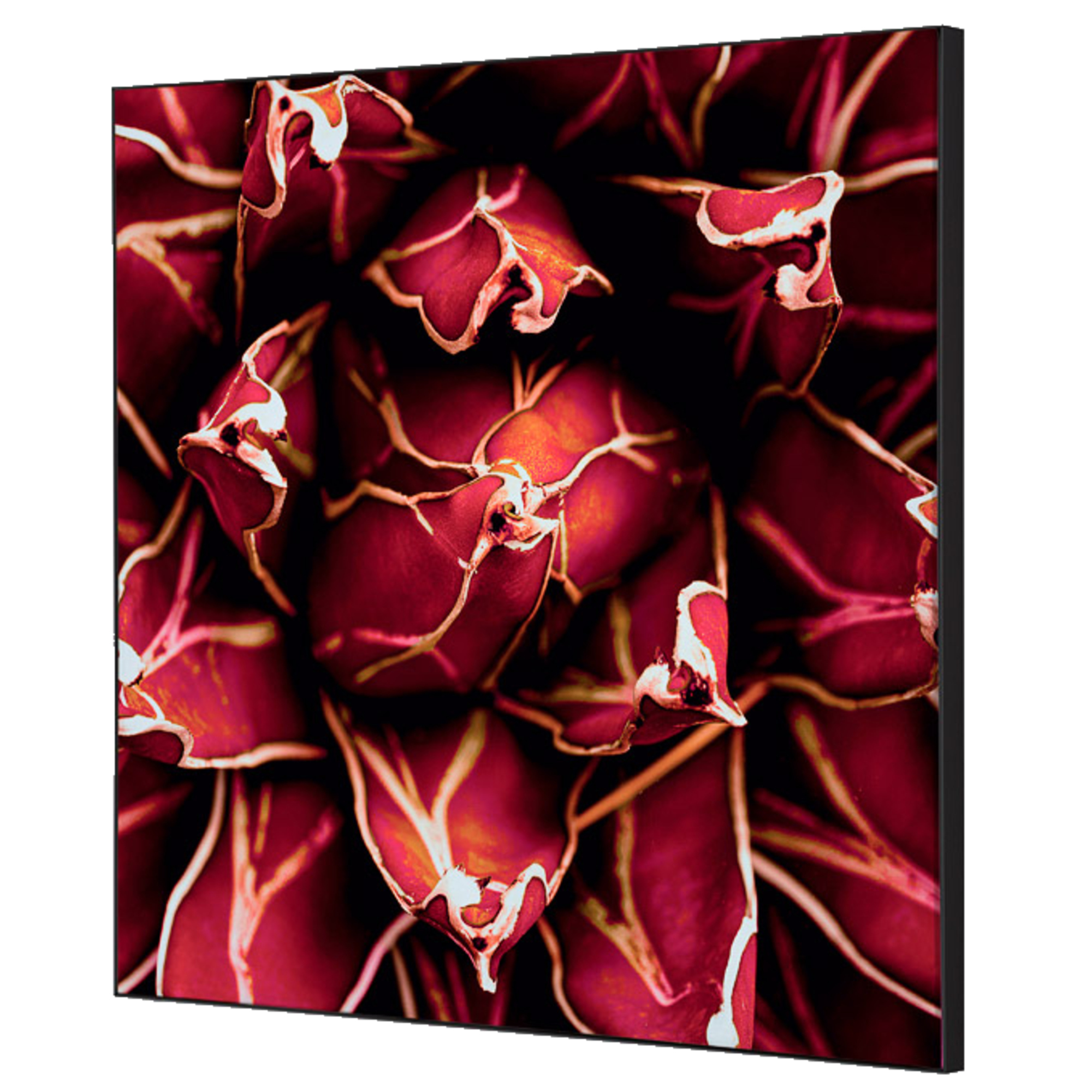 Showdown® Displays Dekobild Kaktus 40 x 40 cm (B x H) Holz