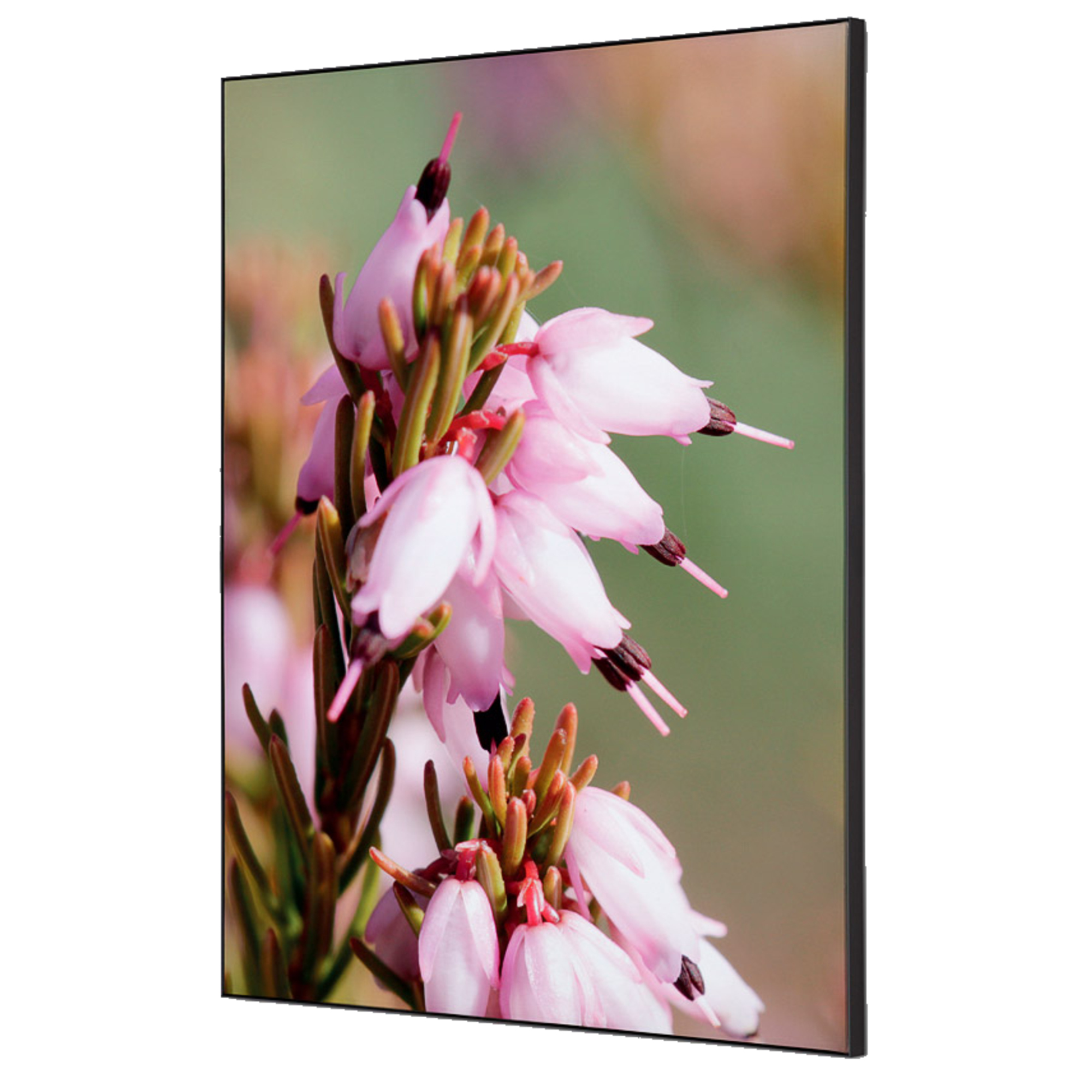 Showdown® Displays Dekobild Pinke Blume Erica 42 x 59,4 cm (B x H) Holz