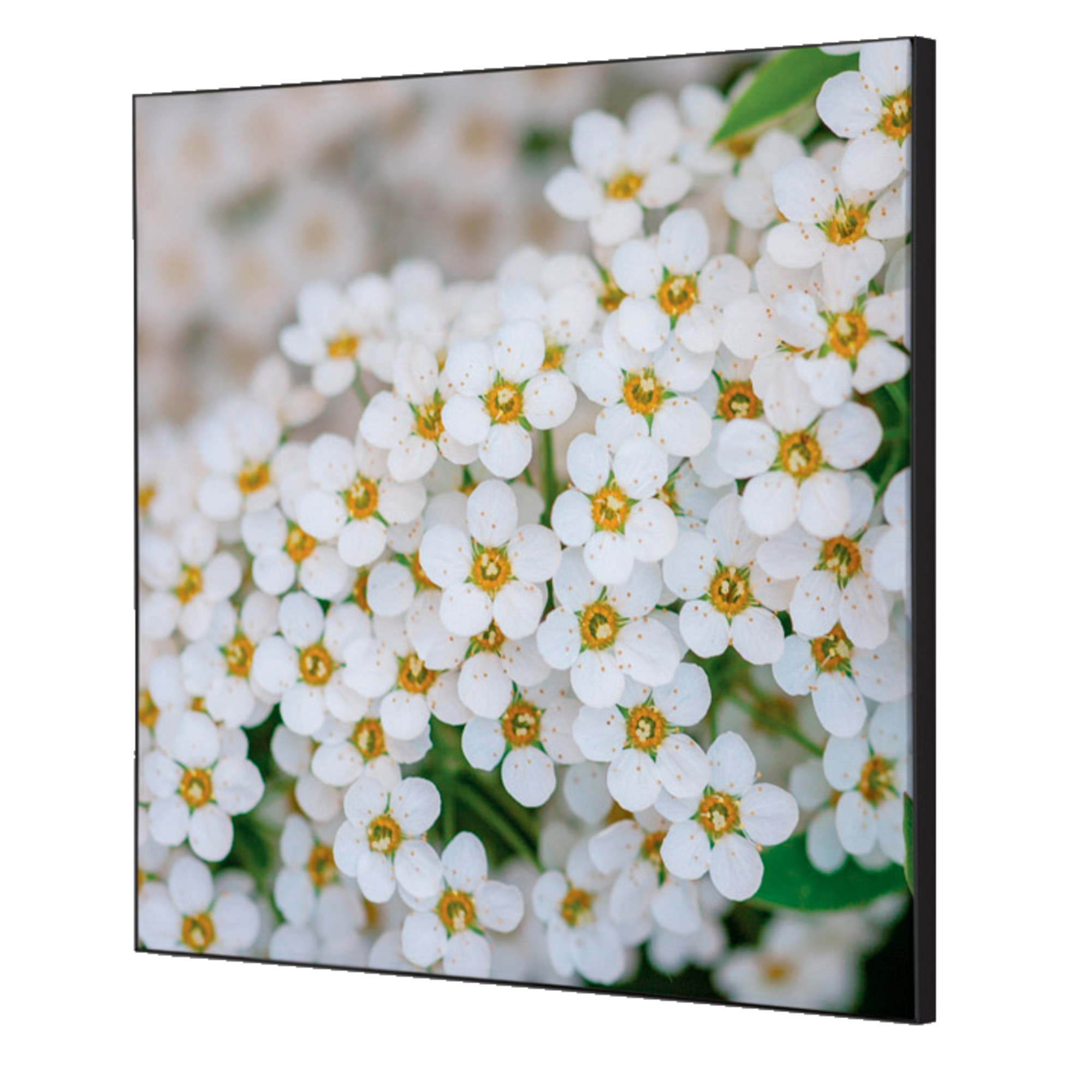 Showdown® Displays Dekobild Weiße Blume Spirea 40 x 40 cm (B x H) Holz
