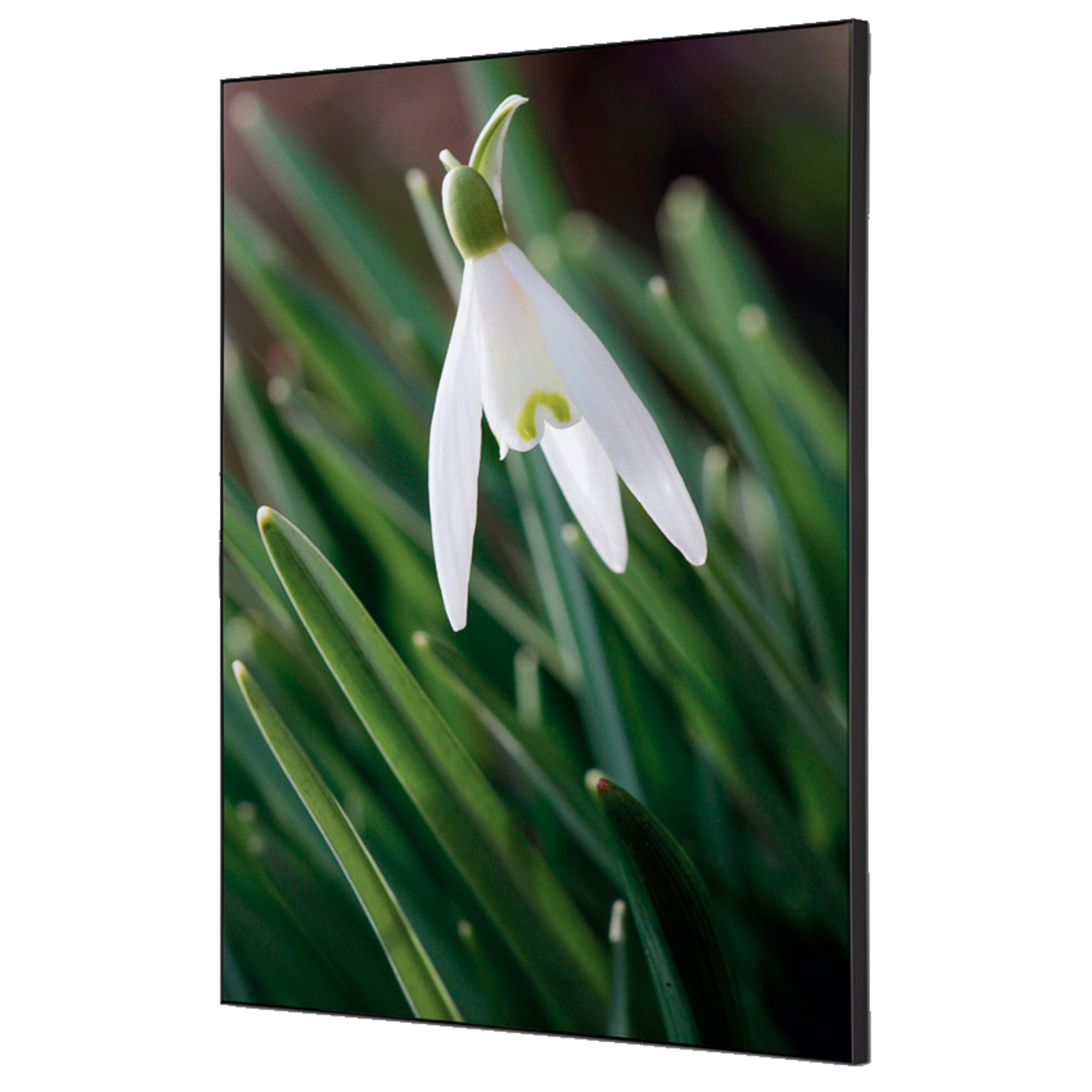Showdown® Displays Dekobild Weiße Blume Schneeglöckchen 42 x 59,4 cm (B x H) Holz