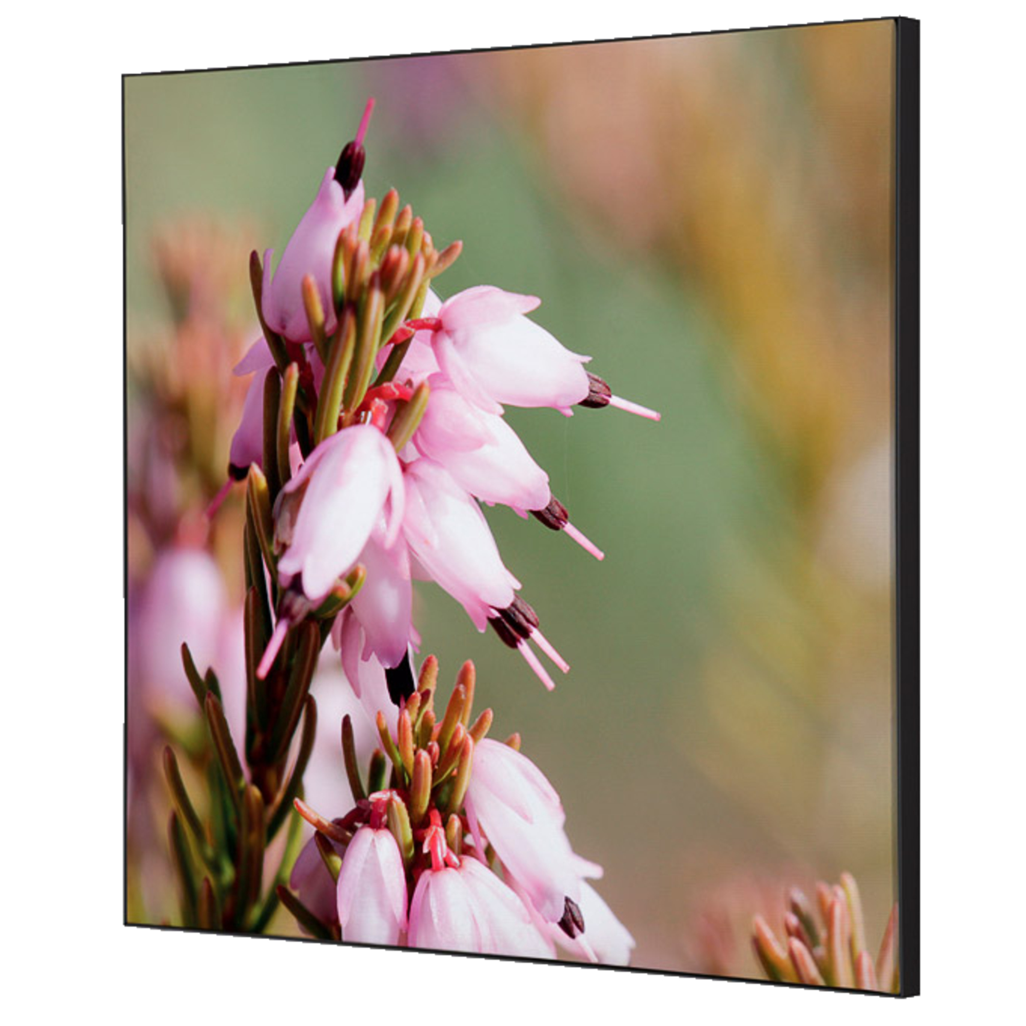 Showdown® Displays Dekobild Pinke Blume Erica 40 x 40 cm (B x H) Holz