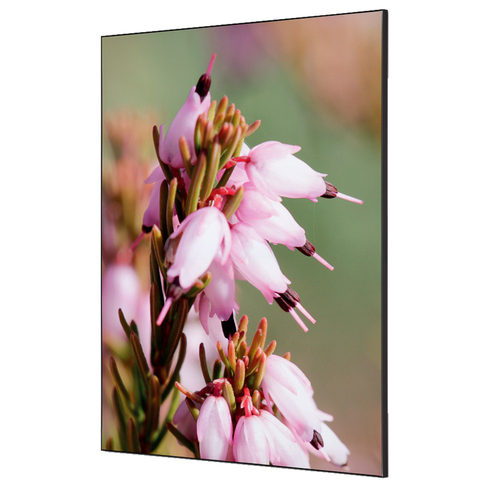 Showdown® Displays Dekobild Pinke Blume Erica 84,1 x 59,4 cm (B x H) Holz