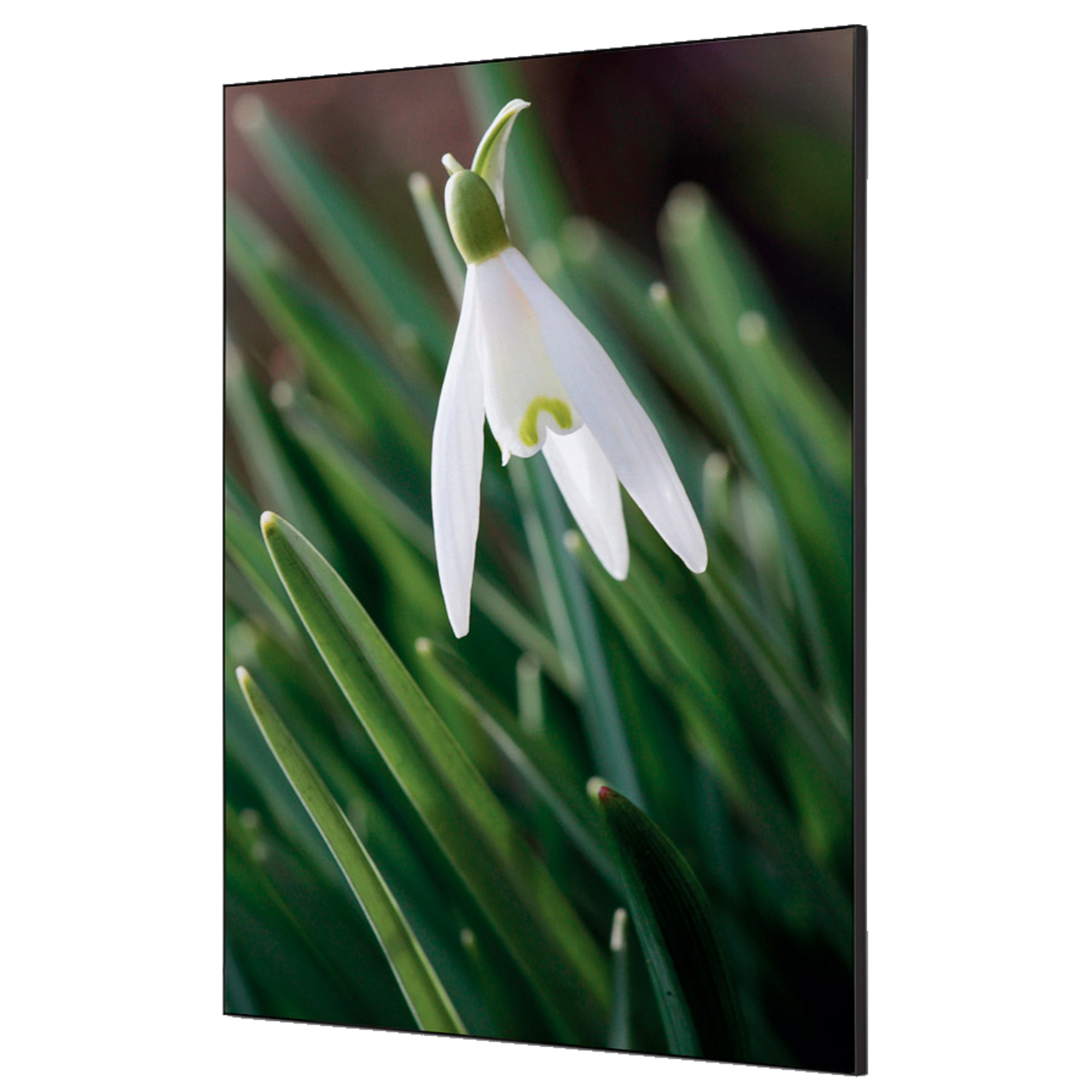 Showdown® Displays Dekobild Weiße Blume Schneeglöckchen 84,1 x 59,4 cm (B x H) Holz